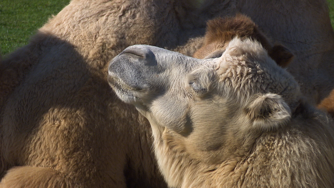 Kamel hält den Kopf Richtung Sonne