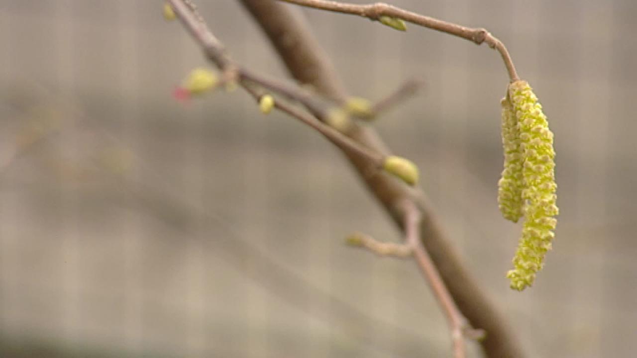 © ORF Blühender Ast im frühlingshaften Wald