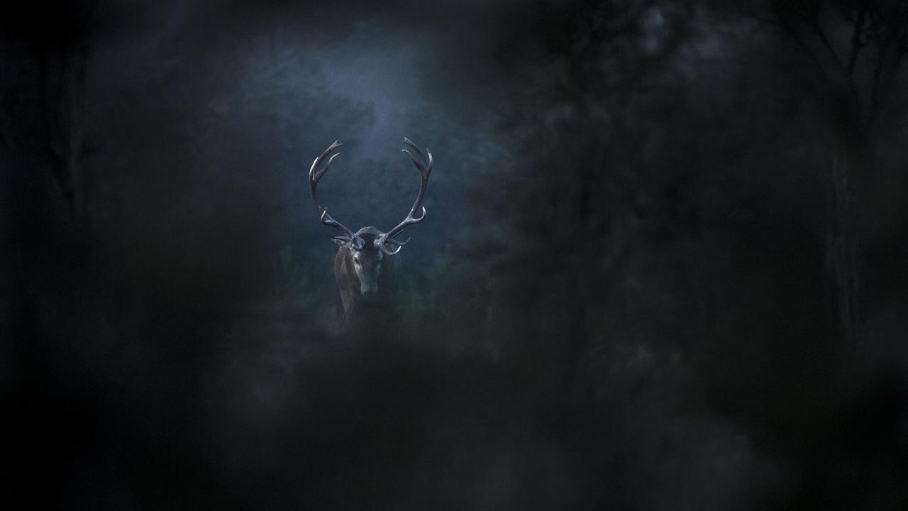 Das Flüstern der Wälder 2