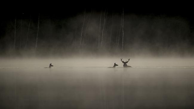 Das Flüstern der Wälder 5