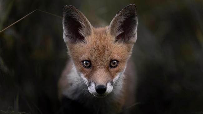 Das Flüstern der Wälder Rotfuchs