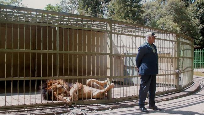 Filmstill "Wax & Gold", Löwe hinter Gitter, Mann mit Anzug und Kappe davor