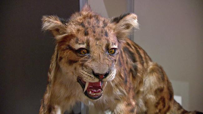 Präparierte Großkatze NHM