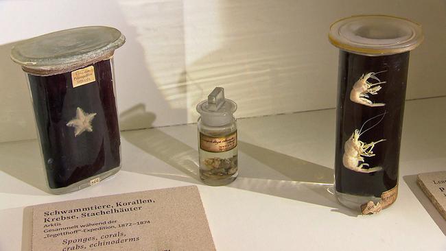 Meeretier-Präparate der Tegetthoff-Expedition - NHM