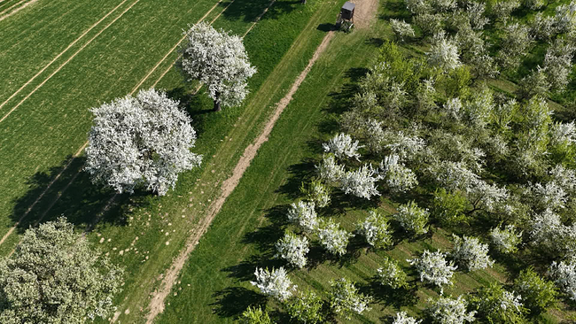 Weg gesäumt von blühenden Birnbäumen