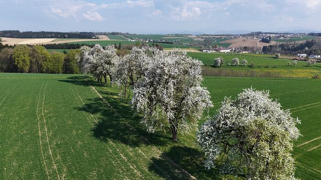 Landschaft Mostviertel mit blühenden Birnbäumen