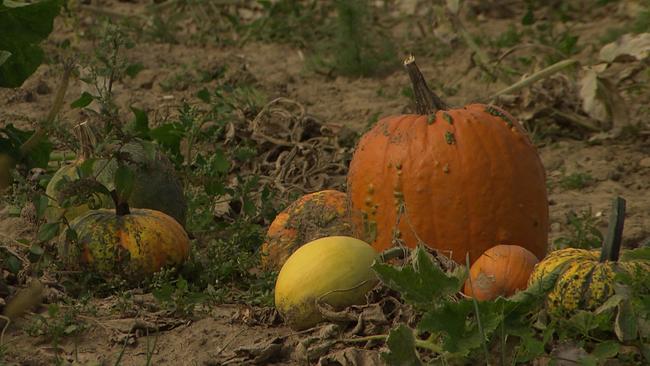 © ORF