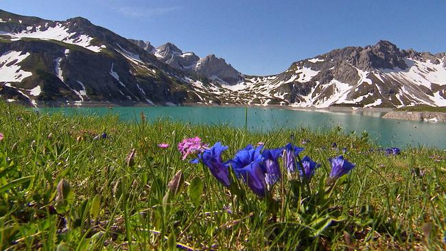 Eine blühende Wiese mit Enzian und anderen Blumen am Lünersee, umgeben von schneebedeckten Bergen.