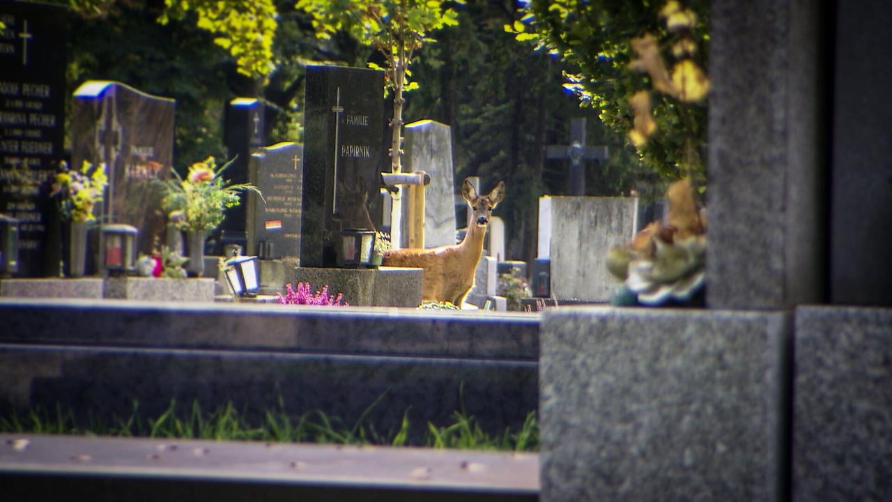 "9 Plätze – 9 Schätze: So schön ist Österreich: Wien": Wiener Zentralfriedhof