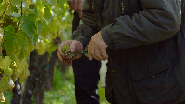 © ORF NÖ Hände mit Weintrauben bei der Weinlese