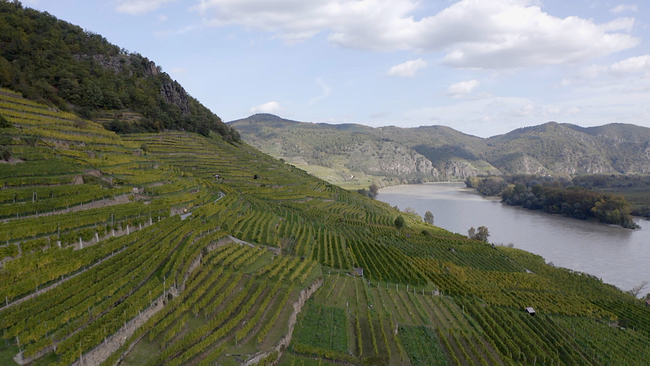 © ORF NÖ steile Weinterrassen entlang der Donau