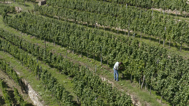 © ORF NÖ Weinterrasse aus der Vogelperspektive mit einer Person, die dort arbeitet
