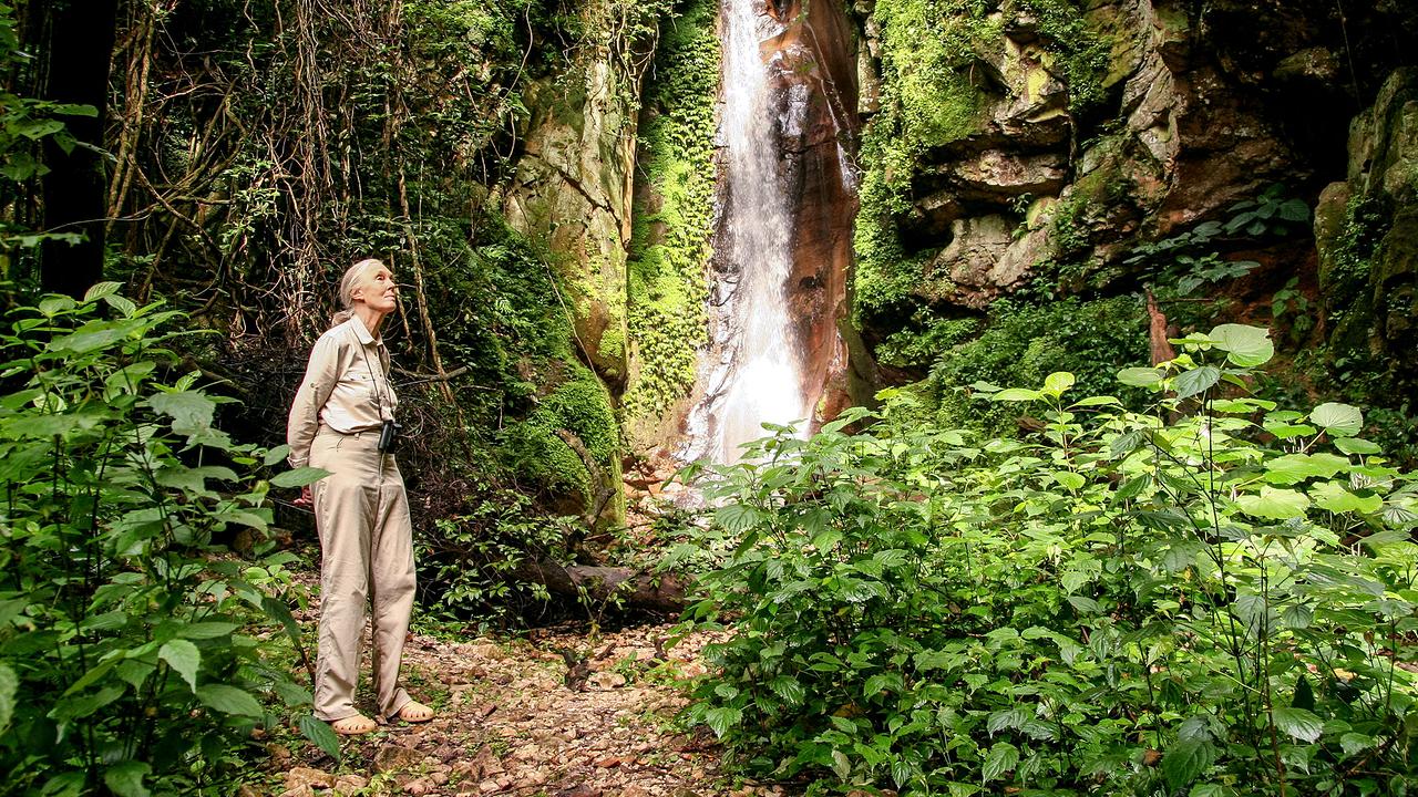 "Die Lebensreise der Jane Goodall": Jane Goodall in Tansania