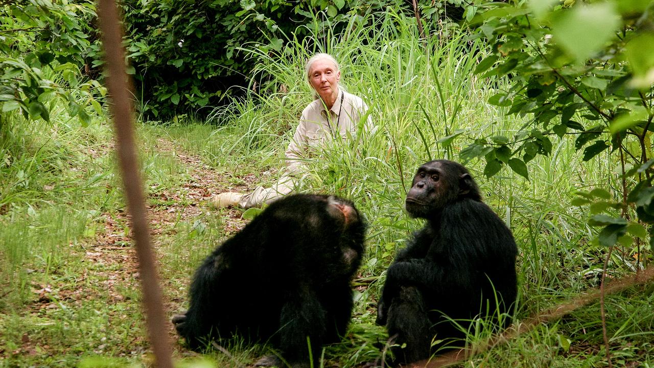 "Die Lebensreise der Jane Goodall": Jane Goodall in Tansania