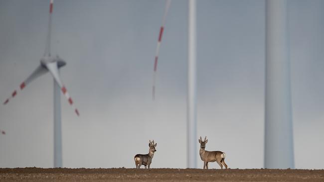 Zwei Rehe, die auf den Feldern eines Windparks um sich sehen. Im Hintergrund drei große Windräder erkennbar.