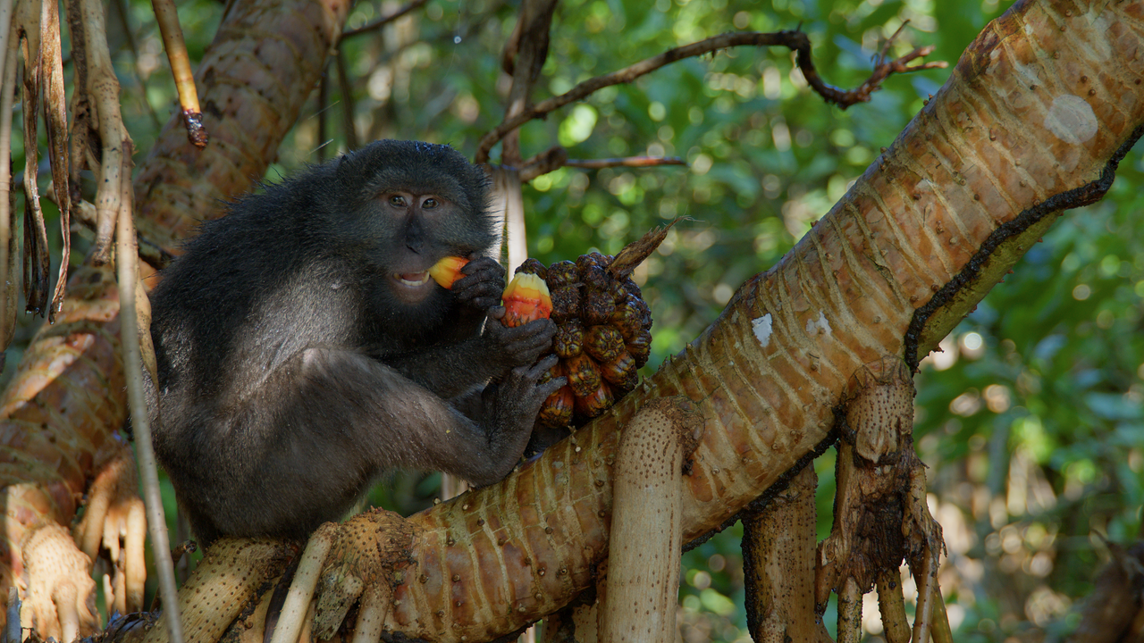 Ein Nikobar-Langschwanz-Makake frisst in einer Astgabel sitzend ein Stück Obst. Sein etwas längeres Fell ist bräunlich bis grau.