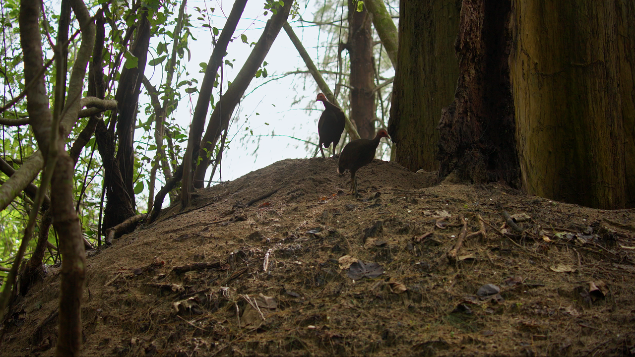 Zwei Nikobar-Großfußhühner laufen am Waldboden entlang. Sie besitzen einen braunen Körper,  einen kleinen grauen Kopf und strake Beinen sowie große Füße.