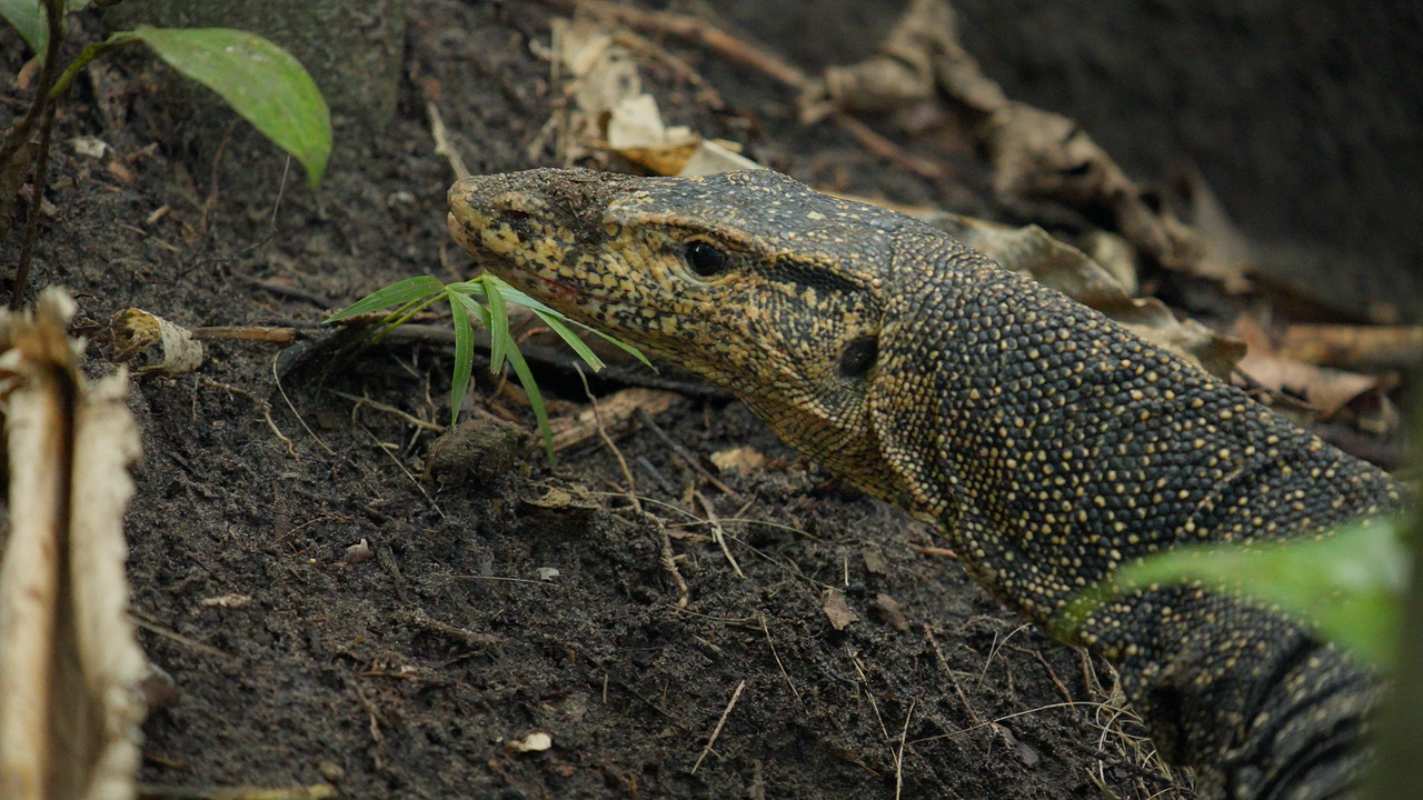 Eine Nahaufnahe des Kopfes und Halses eines Bindenwaranes am Waldboden. Das Tier besitzt eine dunkelbraune Haut mit gelben Tupfern.