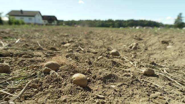 © ORF Ein Kartoffelacker - man sieht auf der trockenen Erde ein paar Kartoffeln liegen, im Hintergrund ein Haus und Wald