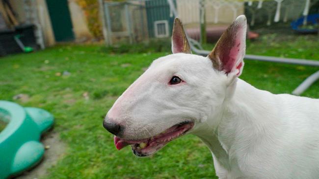 © ORF/BFilm Report0411 Hunderegeln