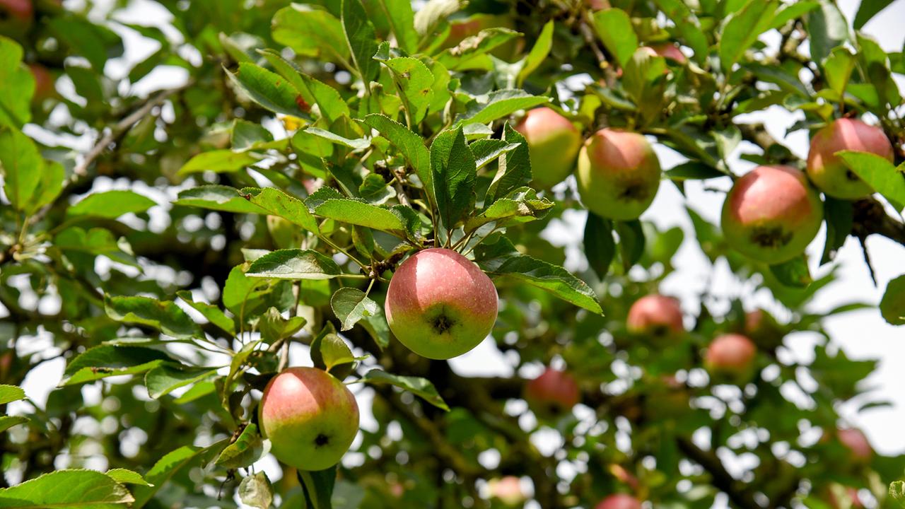 Äpfel - Paradiesische Versuchung
