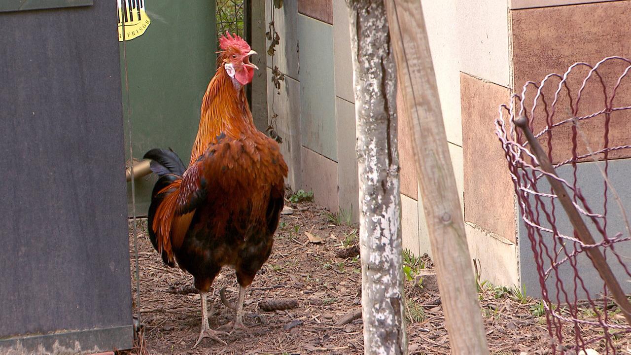 © ORF Am Schauplatz Gericht: Der krähende Hahn Kiki