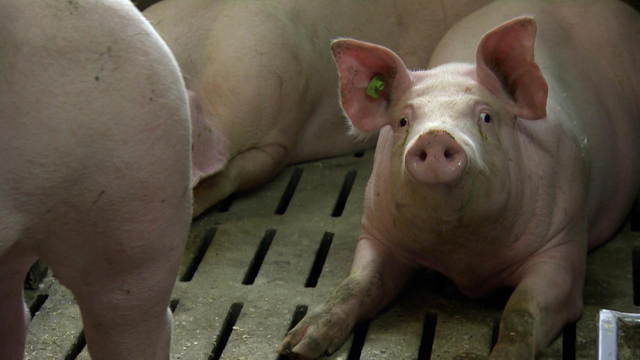 © ORF / Wolfgang Rauch Am Bild ist ein Schweinestall. Man sieht ein Schwein auf einem Spaltenboden liegen. Der Spaltenboden hat schmale Spalten, die Kot und Harn durchlassen.