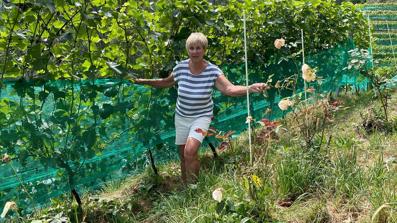 Ernestine Berger in ihrem Weingarten auf 880 Metern Seehöhe