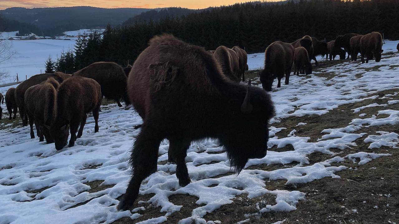 Bisons der Fam. Baumgartner auf der Weide in Langschlag