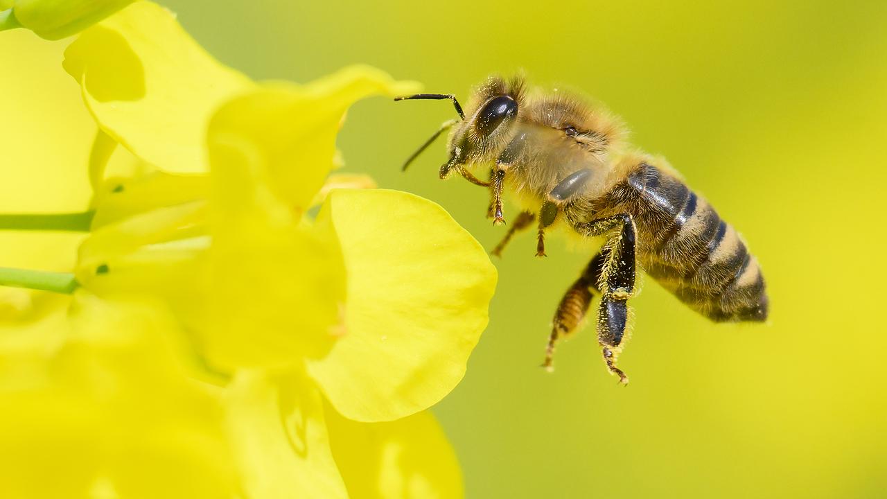 Niedersachsen, Hannover: Eine Biene fliegt in einem Rapsfeld in der Region Hannover