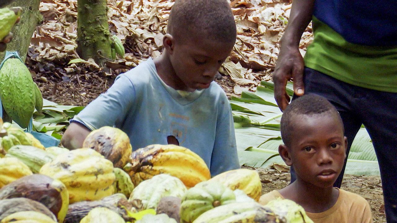 Bittersüße Schokolade - Kinderarbeit in Ghana: Kinder pflücken, sammeln und schleppen Kakaoschoten und brechen sie auf..