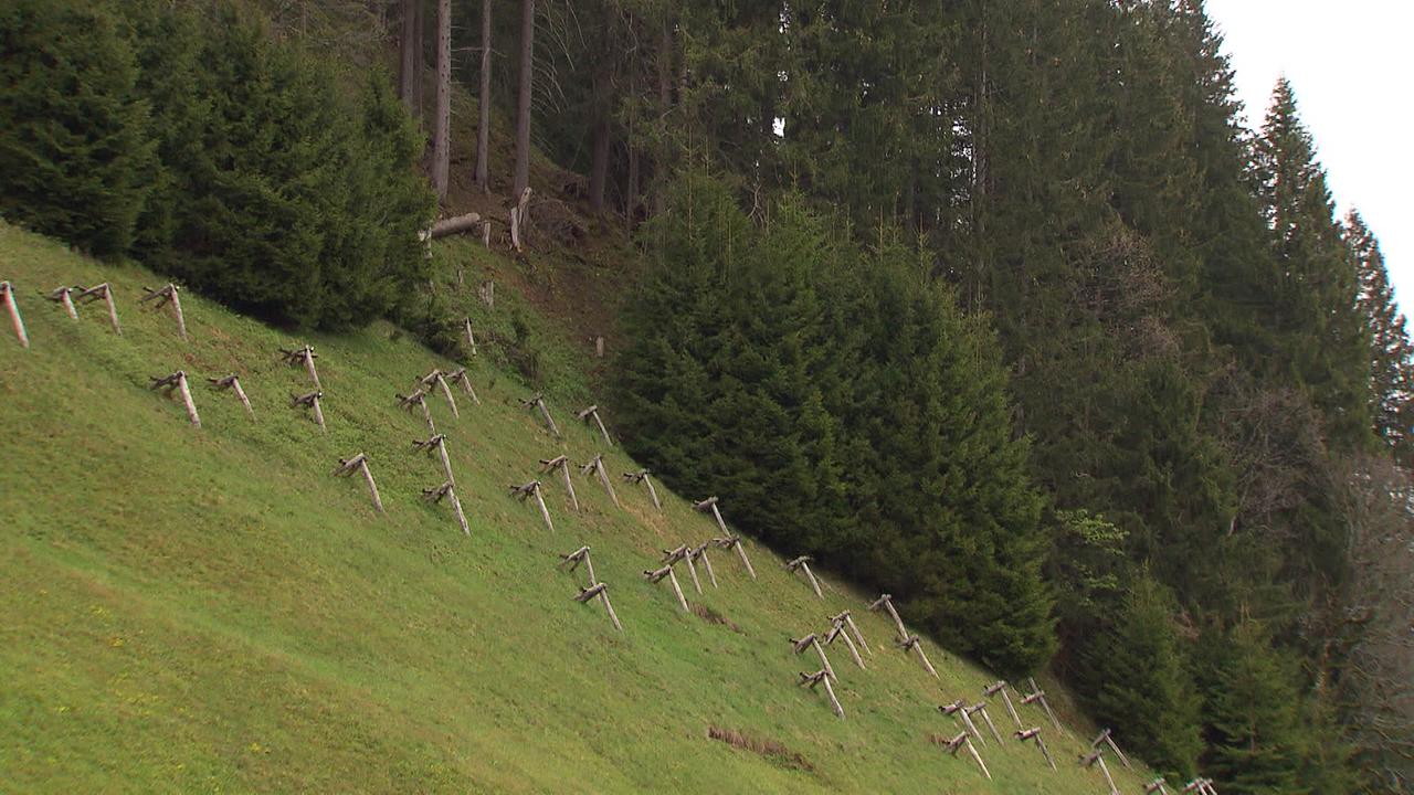 Am Rande des Haspelwaldes, ein Schutzwald gegen Muren und Lawinen ist eine geschlägerte Fläche. Diese wurde mit sogenannten Gleitschneeböcken aus Holz gesichert.