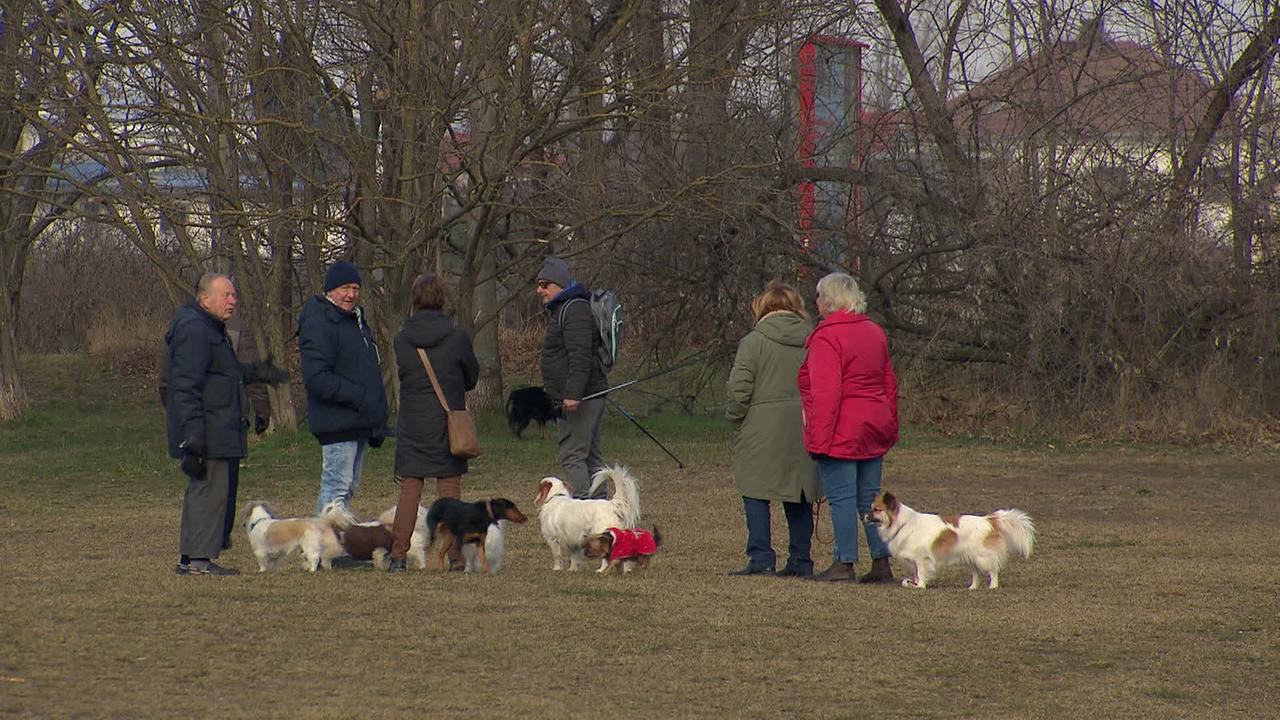 © ORF / Marco Tondolo Am Bild sind einige Hunde mit ihren Besitzern auf einer Wiese zu sehen.