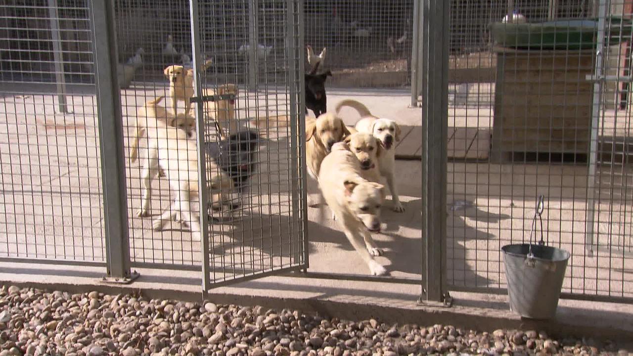 © ORF/ Gerd Fellner Am Bild ist eine Gruppe von cirka 9 Labradorhunden in ihrem großen Zwinger.