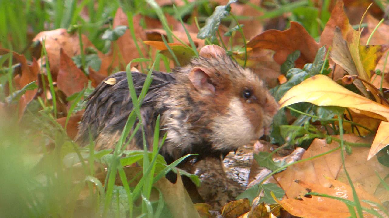 © ORF / Marco Tondolo Am Bild ist ein Feldhamster im Gras, zwischen dem Laub. Er wurde im 10. Wiener Gemeindebezirk gesichtet.