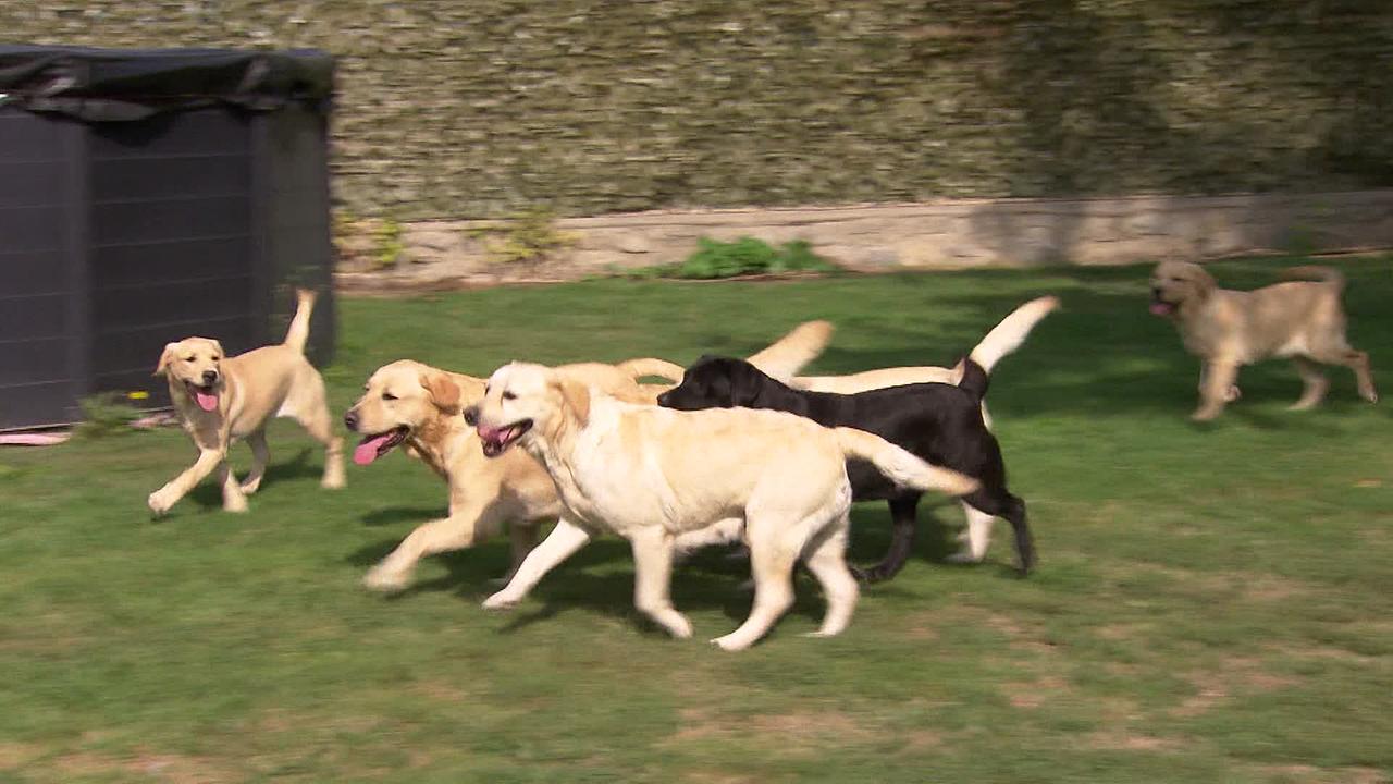 Am Bild sind fünf frei laufende Hunde in einem Garten zu sehen. Die Hunde der Hundezüchter.