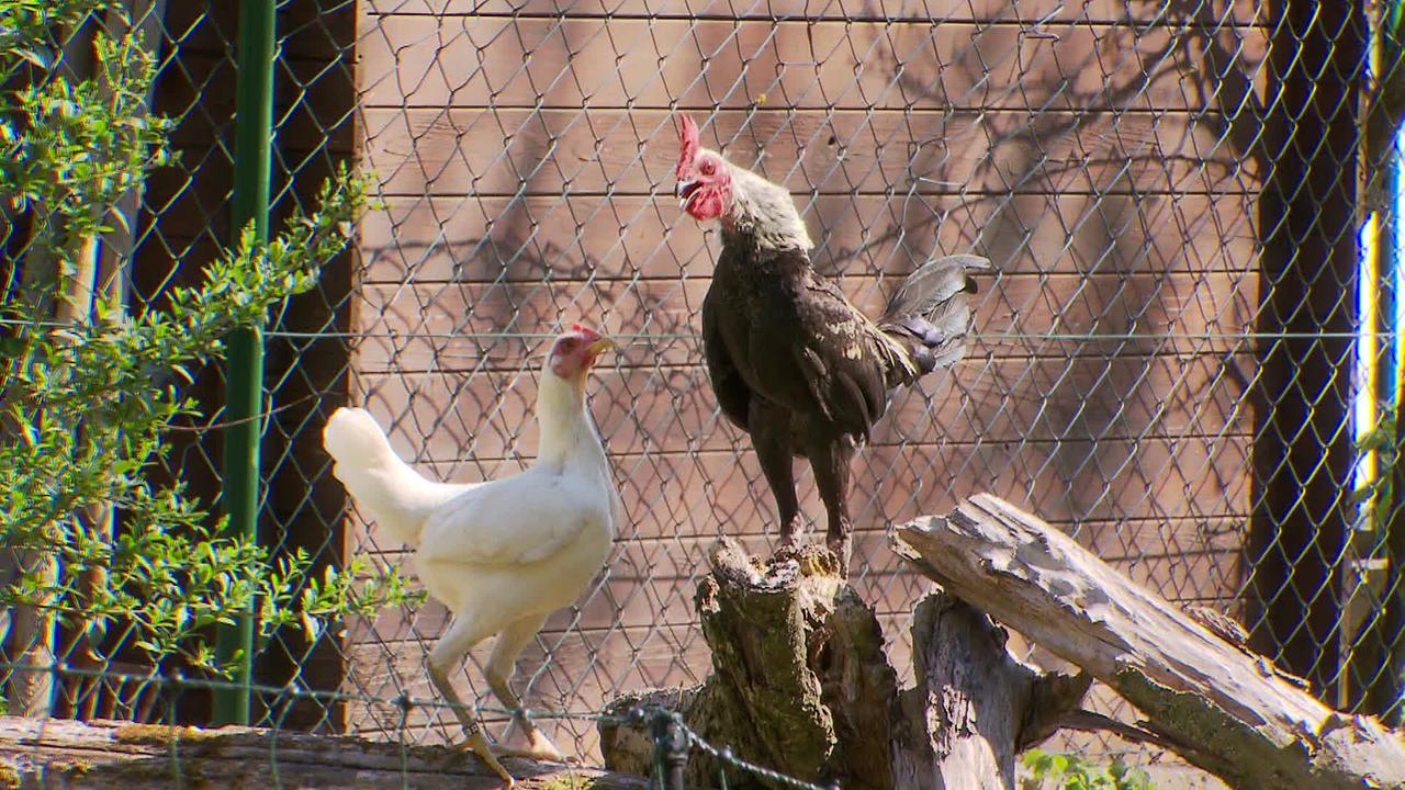 Am Bild ist ein krähender Hahn auf einem Baumstumpf und eine Henne vor einem Gartenzaun zu sehen.