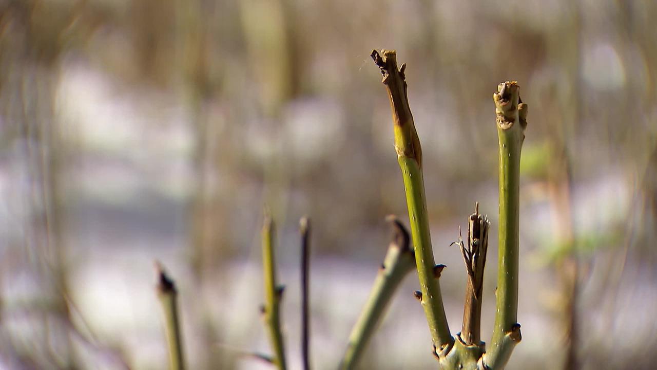 © ORF/ Valentin Certov Am Bild sind vom Wild angeknabberte Stängel von Jungbäumen zu sehen.