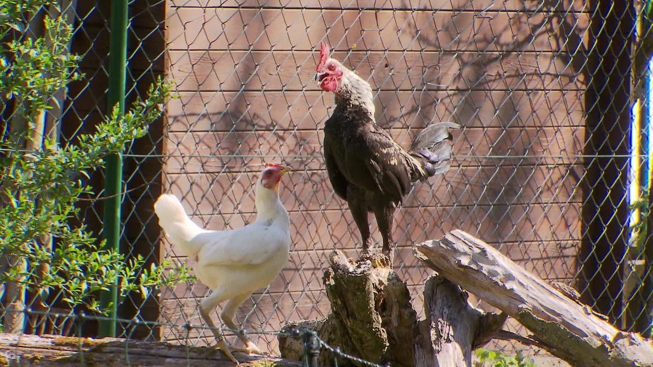 Am Bild ist ein krähender Hahn auf einem Baumstumpf vor dem Zaun zu den Nachbarn. Vor ihm steht ein Huhn.