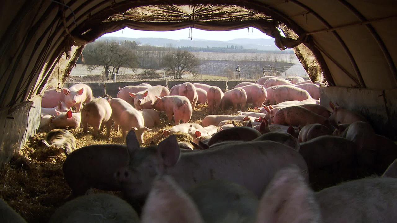 © ORF / Gerd Fellner Am Bild ist ein großes Stallzelt zu sehen. In diesem Zelt und davor sind jede Menge Schweine zu sehen sie können in der Erde und im Stroh liegen und graben und haben Auslauf vor dem Zelt. Das Zelt steht auf einem Acker.