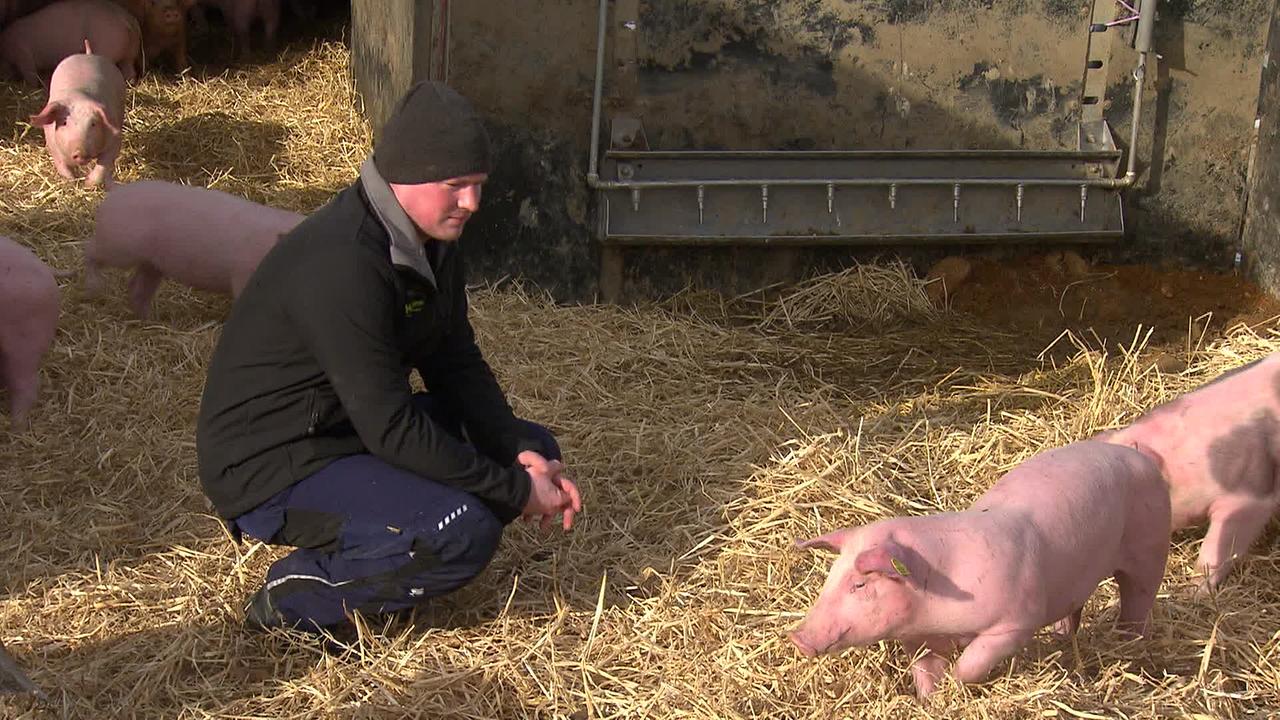 © ORF / Gerd Fellner Am Bild sind Ferkel zu sehen, die im Freien auf Stroh herumlaufen. Der Bauer, Herr H. hockt mittendrin und beobachtet die Ferkel.
