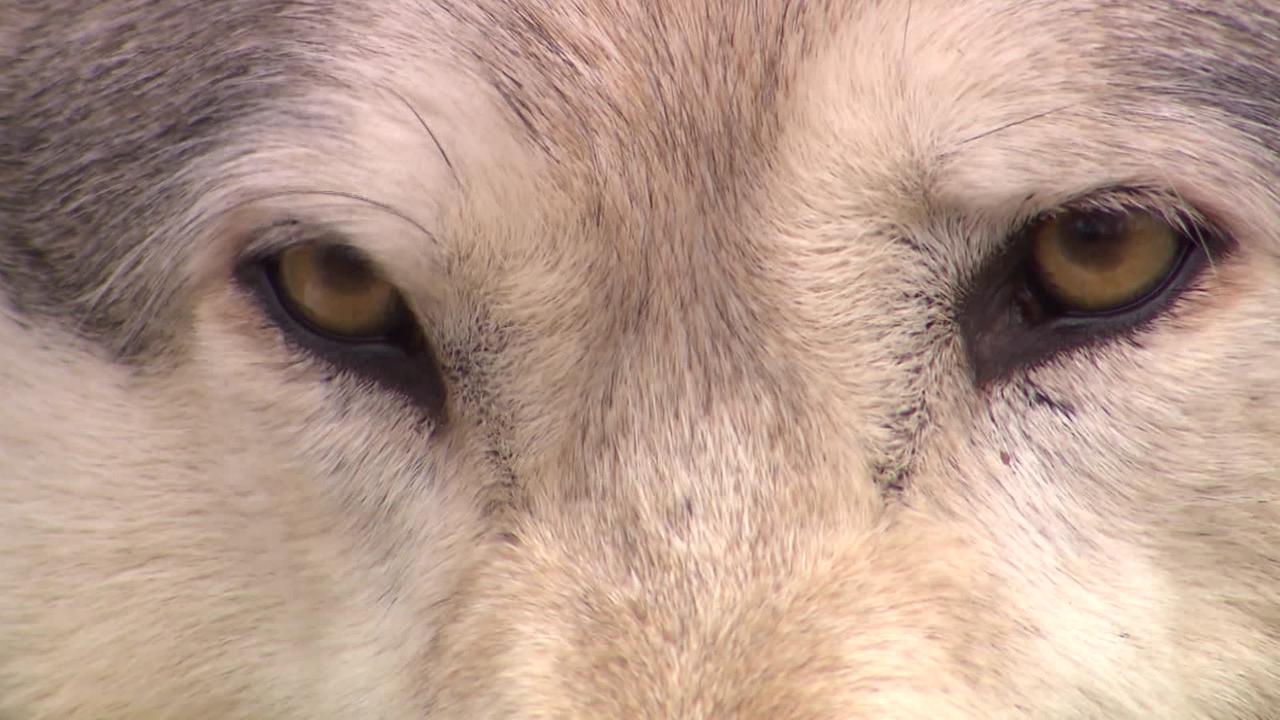 Am Bild sind die Augen eines Wolfes zu sehen.
