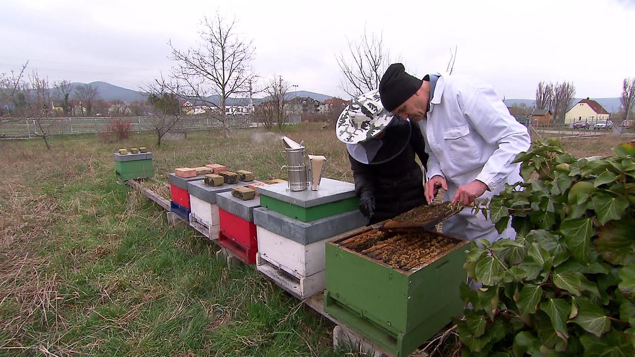 Auf einer Wiese stehen einige bunte Kästen in denen Bienen gezüchtet werden. Einen der Kästen hat der Besitzer geöffnet und er zeigt die Bienenvölker der ORF-Redakteurin, die einen Imkerhut auf hat.