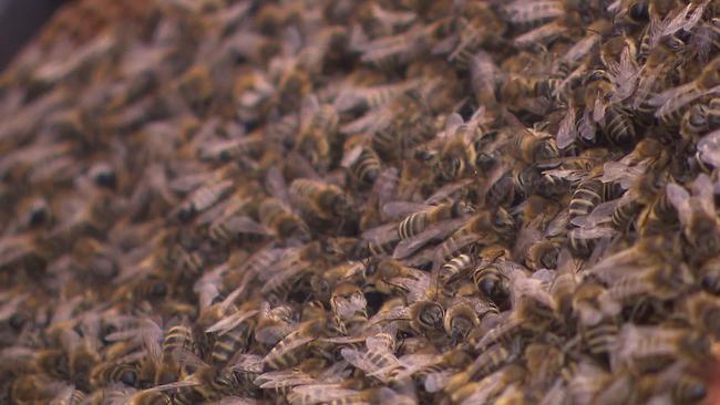 Am Bild sieht man tausenden Bienen aus einem Bienenstock ganz dicht aneinander.