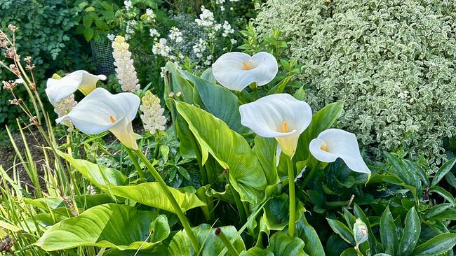 Weiße Calla auf Wiese, dahinter ein dichter Busch