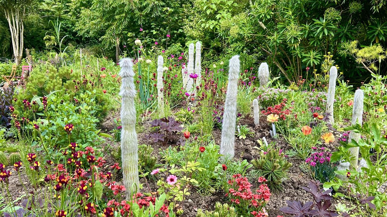 Große weiße stielförmige Kakteen und bunte Blumen