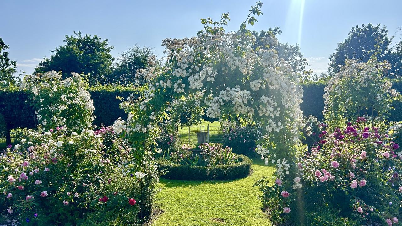 Ein mit Rosen verzierter Torbogen und Rosensträucher als Eingang zum Garten