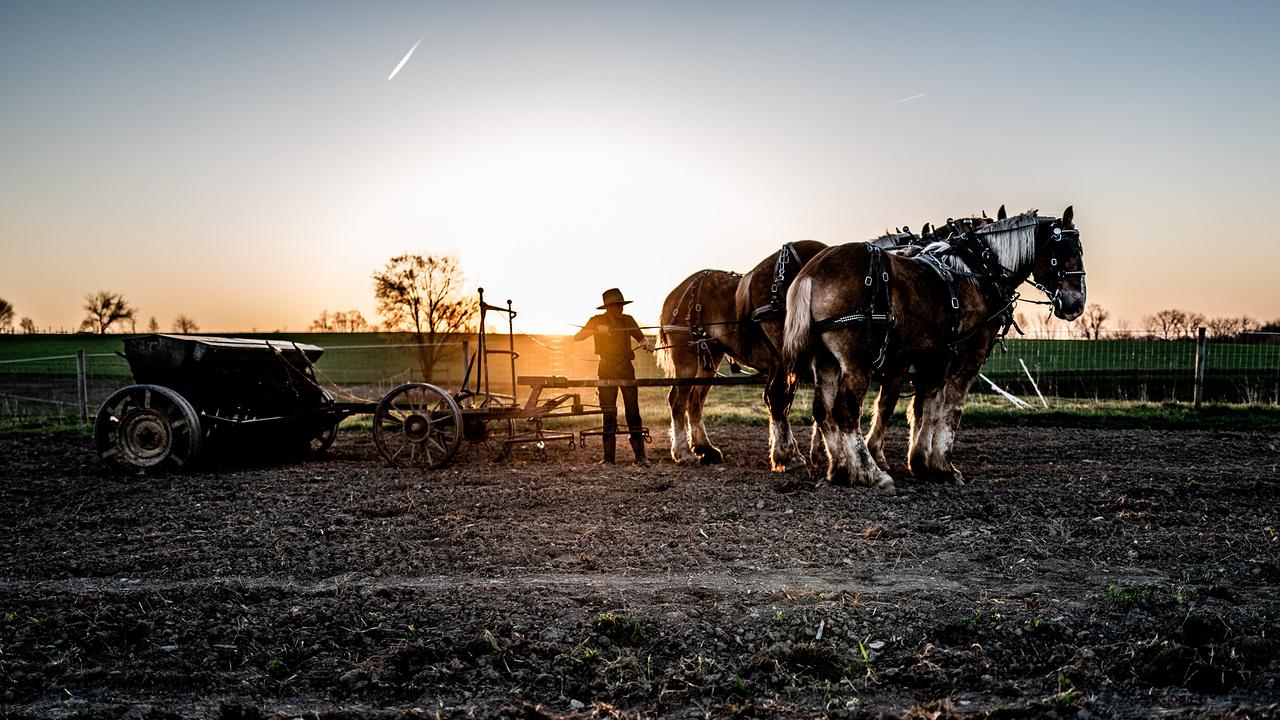© ORF/ZDF Das Leben der Amish: Drei Pferden wird ein landwirtschaftlicher Wagen angespannt.