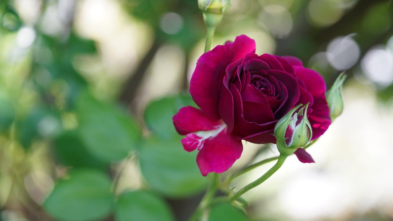 Wild romantisch sieht die blühende Oase von Margit Baar im niederösterreichischen Garmanns bei Mistelbach aus. Englische Rosen, Kletterrosen, Ramblerrosen und noch zahlreiche weitere Rosen gedeihen in diesem Paradies und auch sonst gibt es allerlei zu entdecken – ein Garten wie aus dem Märchen