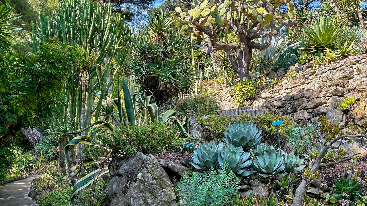 © ORF/Ralph Huber-Blechinger Themengarten der Villa Ephrussi de Rothschild, mit steinernen Hang, verschiedenen Kakteen und Sukkulenten